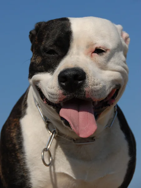 American staffordshire terrier — Stock Photo, Image