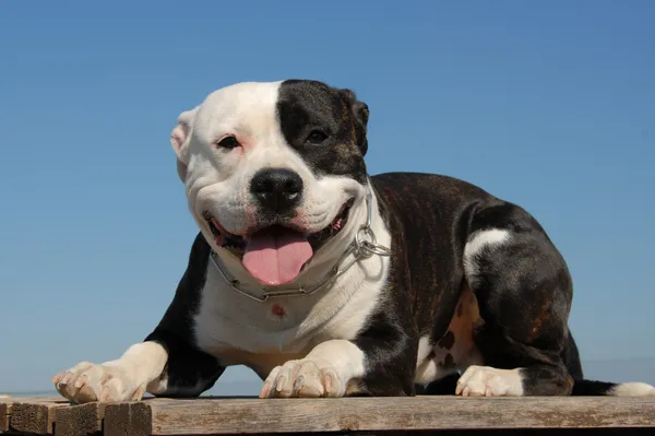 Happy pit bull — Stock Photo, Image