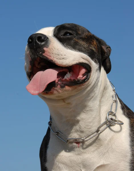 Head of pit bull — Stock Photo, Image