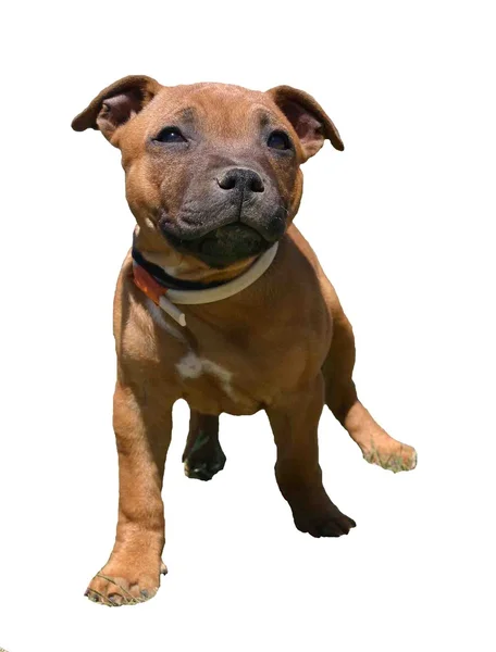 Stock image Puppy staffie