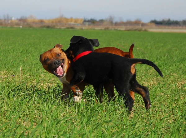Играют две собаки — стоковое фото