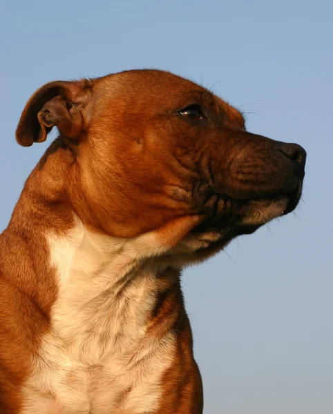 Staffordshire terrier toro —  Fotos de Stock