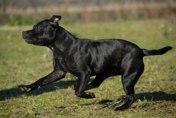 Løpende stafforsdshire okse terrier – stockfoto