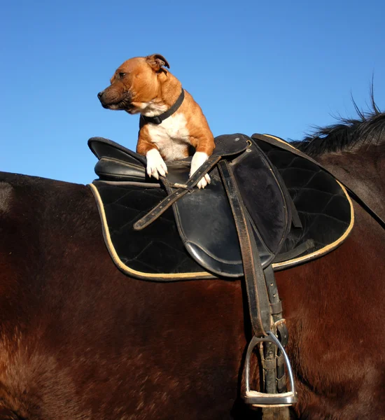 Staffordshire bull terrier and horse — Stock Photo, Image