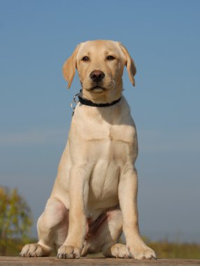 köpek yavrusu labrador