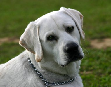 Labrador geri almak