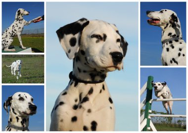 Dalmatian clipart