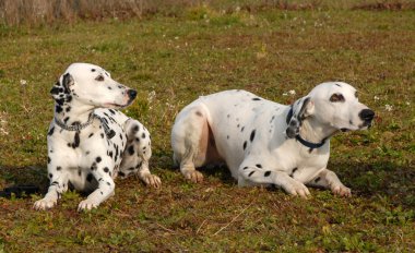 Dalmatians clipart