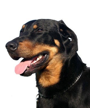 Beauceron clipart