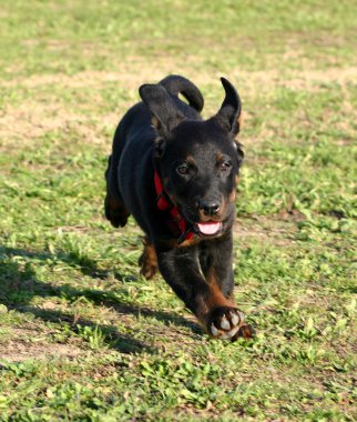 köpek yavrusu beauceron