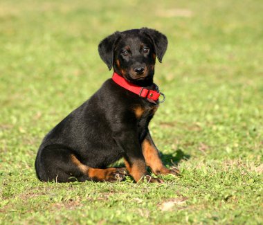 Puppy beauceron clipart