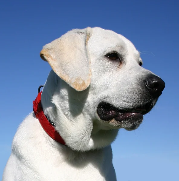 Labrador retriever — Foto de Stock