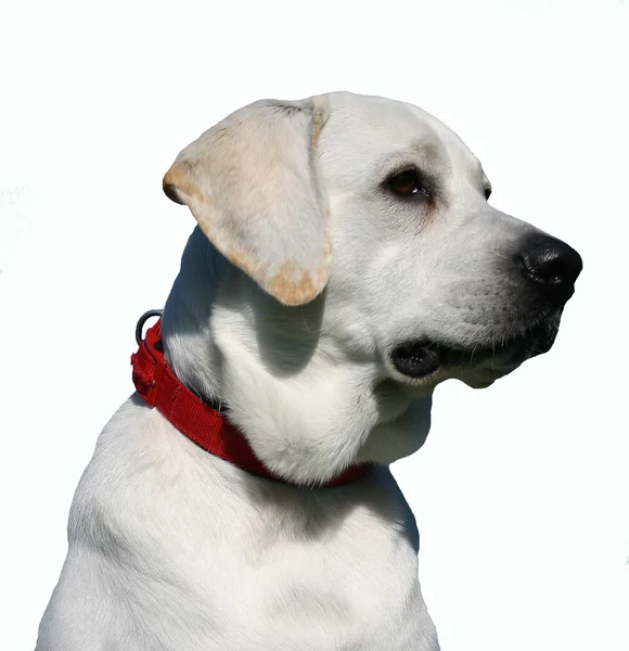 Labrador retriever — Zdjęcie stockowe