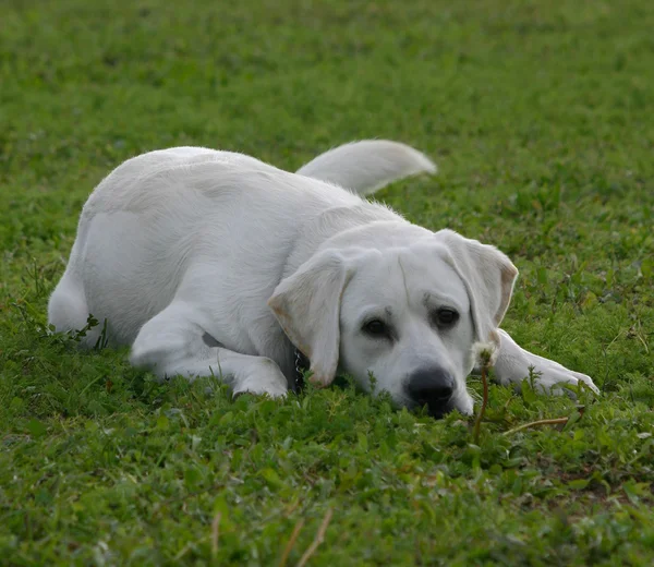 Labradorinnoutaja — kuvapankkivalokuva