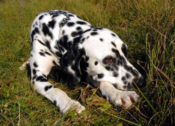 Dalmatian — Stock Photo, Image