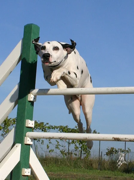 Saltando dalmatian — Fotografia de Stock