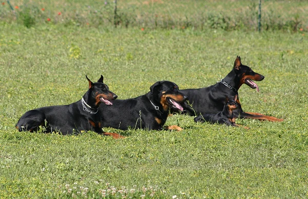 Cztery psy — Zdjęcie stockowe