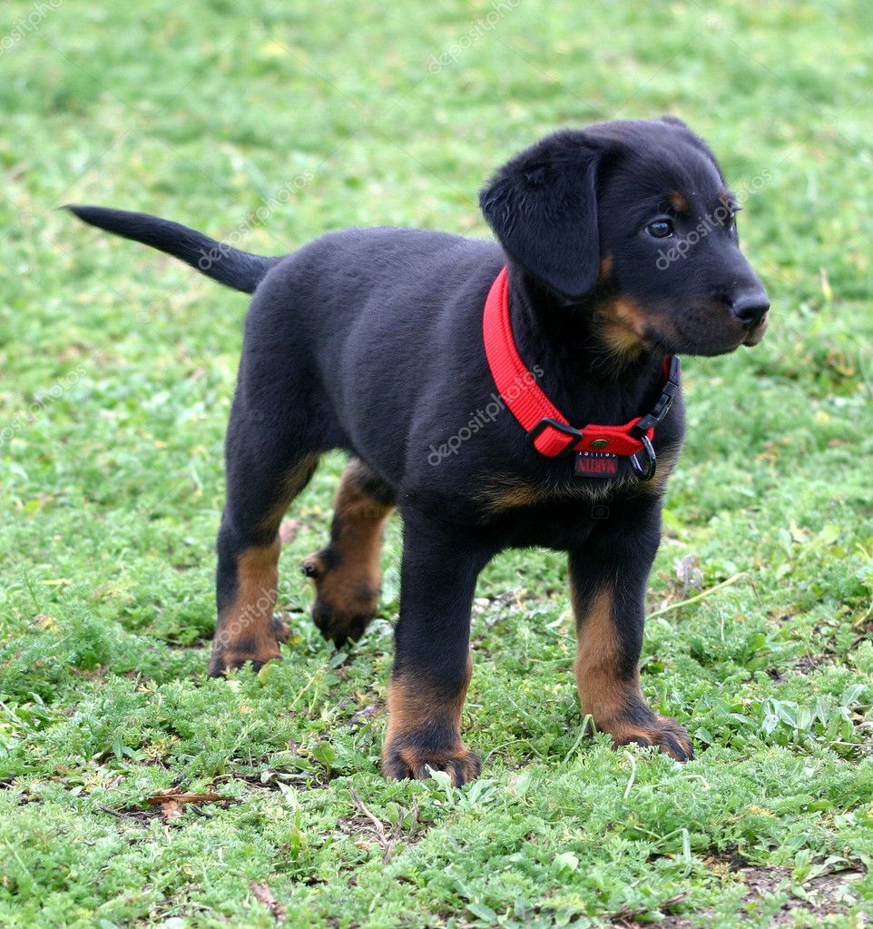 Puppy Beauceron — Stock Photo © Cynoclub 2116825