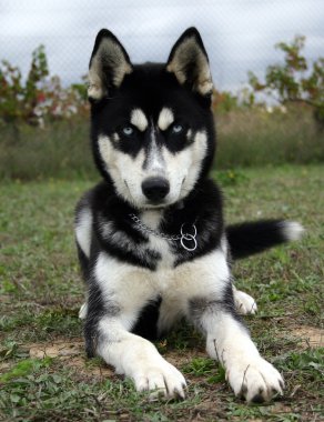 yavru Sibirya husky