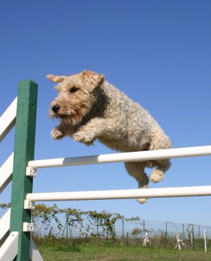 Jumping Fox terrier clipart