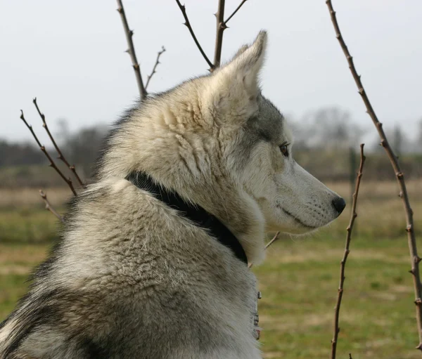 Siberian husky — Zdjęcie stockowe