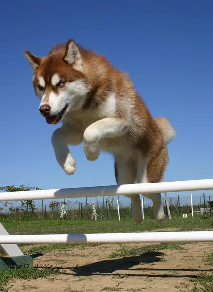 Saltando husky siberiano — Fotografia de Stock