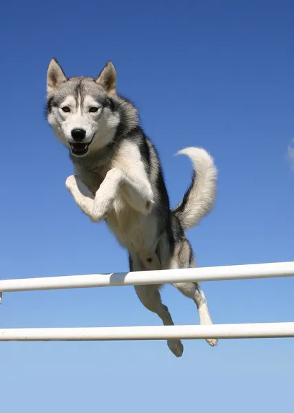 Jumping Siberian husky — Stock Photo, Image