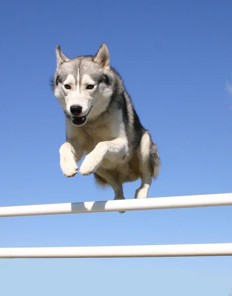 Springen Siberische husky — Stockfoto
