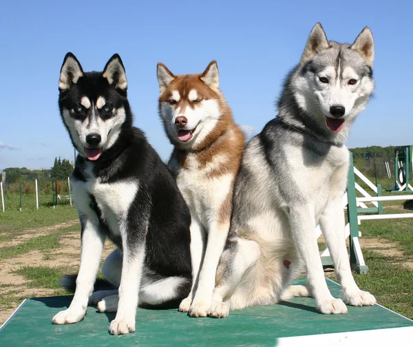 Szibériai huskies — Stock Fotó