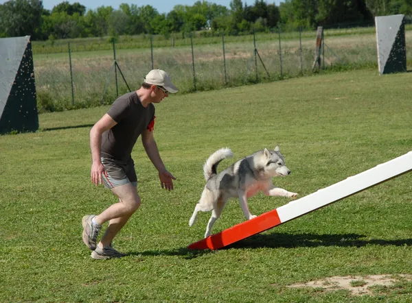 Σιβηρία σκύλος χάσκεϋ στην ευκινησία — Φωτογραφία Αρχείου