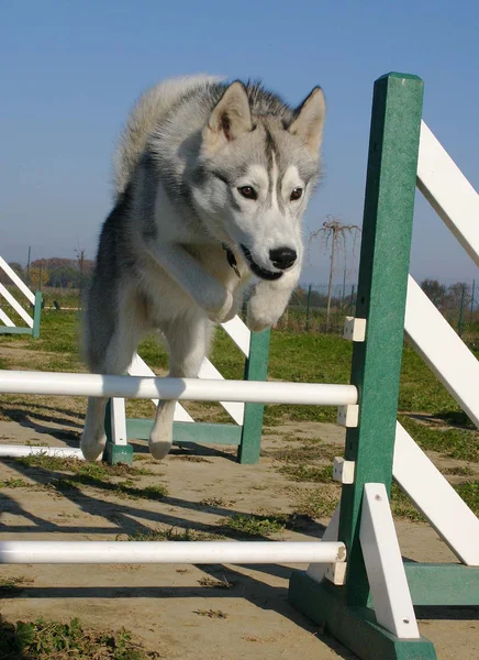Husky sibérien sautant — Photo
