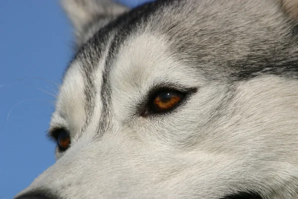 Ogen van de Siberische husky — Stockfoto