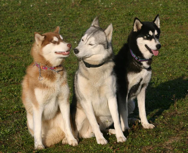 Siberian huskies — Stock Photo, Image