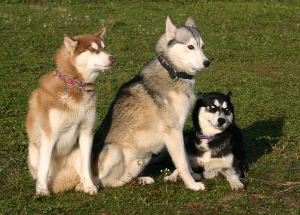 Σιβηρικό huskies — Φωτογραφία Αρχείου