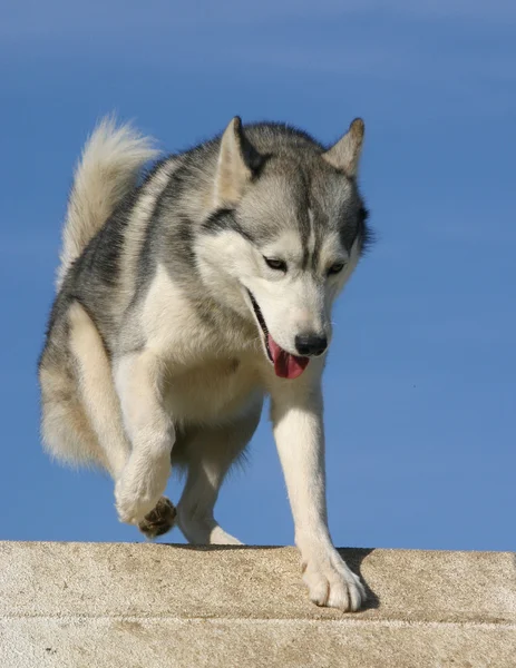 Άλμα Σιβηρία σκύλος χάσκεϋ — Φωτογραφία Αρχείου