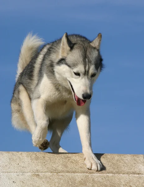 Saltando husky siberiano — Fotografia de Stock