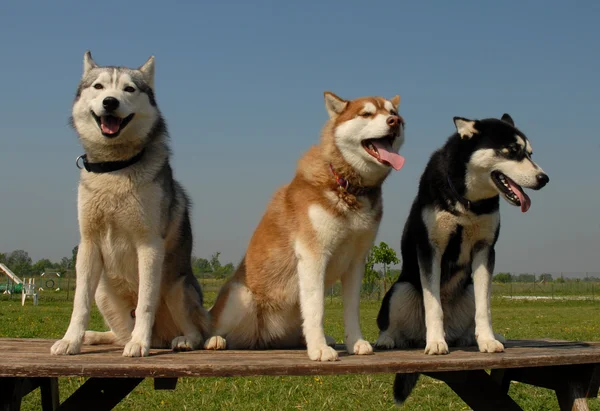 Sibirische Huskies — Stockfoto