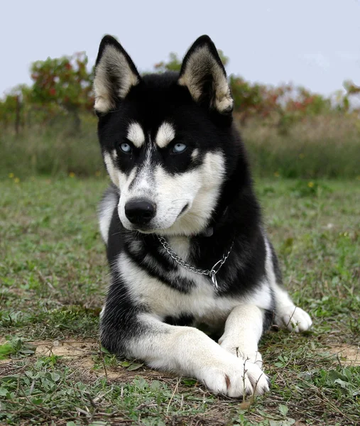 Filhote de cachorro da Sibéria husky — Fotografia de Stock
