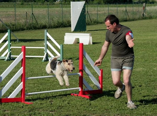 Jumping Fox terrier — Stock Photo, Image