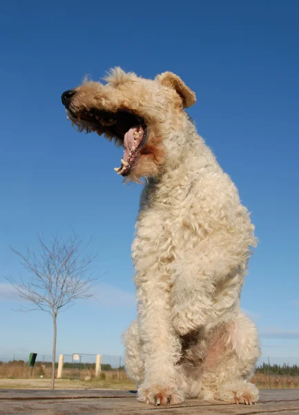 Volpe terrier sbadigliante — Foto Stock