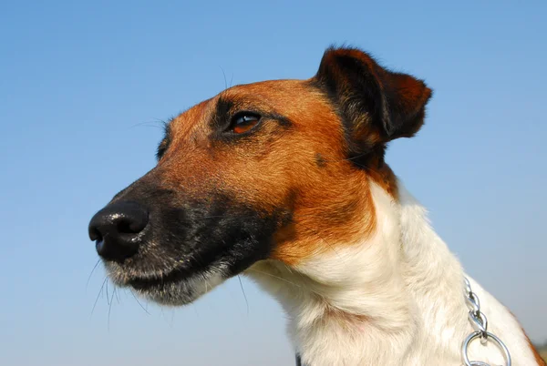Volpe-terrier — Foto Stock