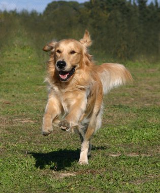 Golden retriever çalışan