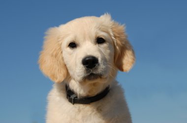 yavru golden retriever