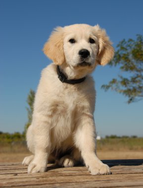 yavru golden retriever oturuyordu