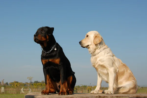 Due cuccioli cani — Foto Stock