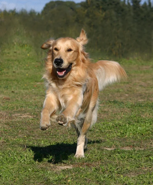 Correndo golden retriever — Fotografia de Stock