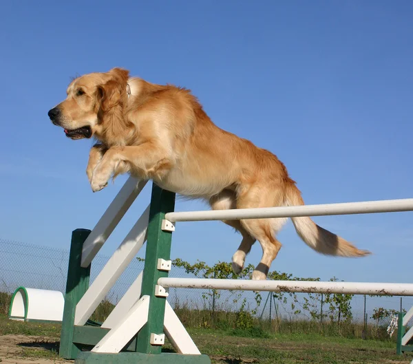 Jumping Golden Retriever — Stockfoto