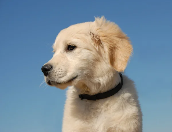 Puppy golden retriever — Stock Fotó