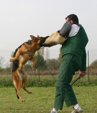 Polis köpeği eğitim