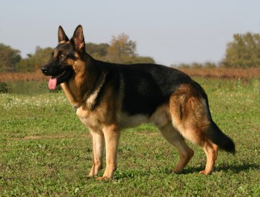 German shepherd clipart